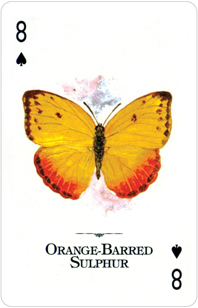 Butterflies of the World - Playing Cards