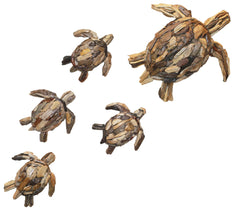 DRIFTWOOD TURTLE MOTHER AND 4 BABIES
