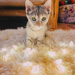 Love Lights ~ Crystal String Lights ~ Rose Quartz