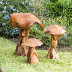 Wild Teak Driftwood Mushrooms