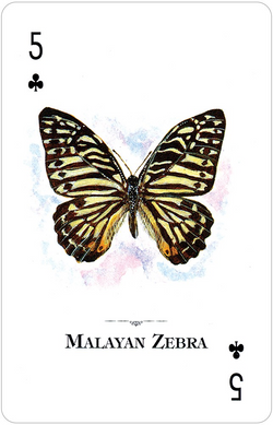 Butterflies of the World - Playing Cards