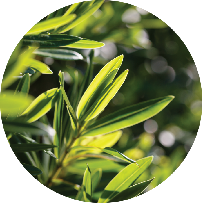 100% Pure Essential Oils (1/2oz) (Tea Tree ) ORGANIC, essential oils, aromatherapy, new